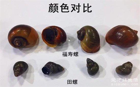螺蛳入侵后，福寿螺和田螺有什么区别？